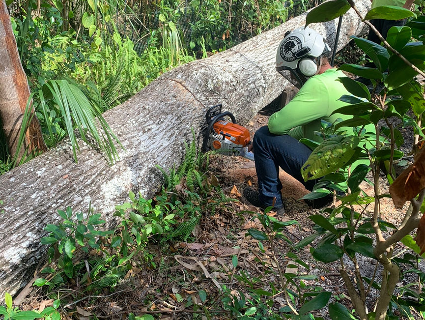 A crew member in a lime shirt and helmet cutting a mossy trunk among green brush in Port Orange, Florida.