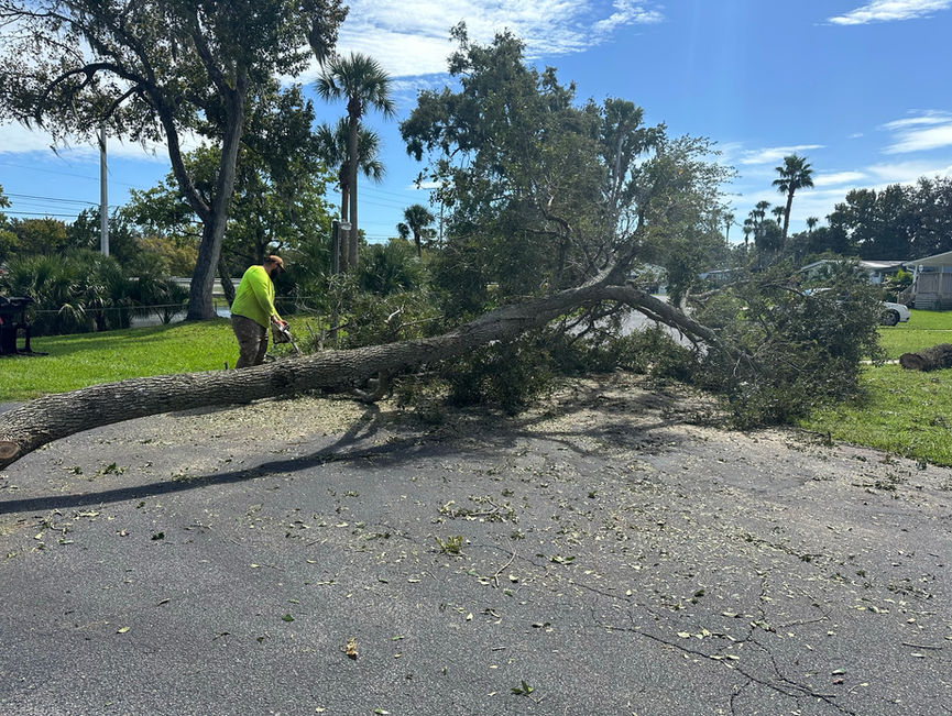 A long fallen trunk lying across a driveway, with a crew member walking past it in Edgewater, Florida.