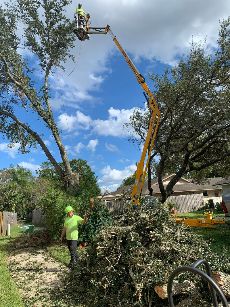 Crew member on a lift sectioning a tree with debris pile on a fenced residential lot