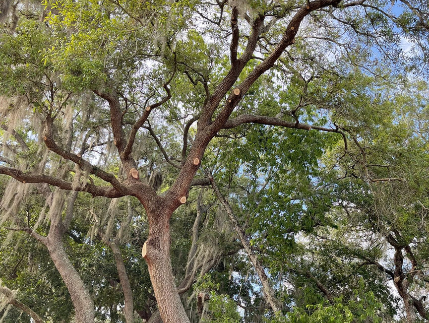 Looking up into a wide oak full of Spanish moss.
