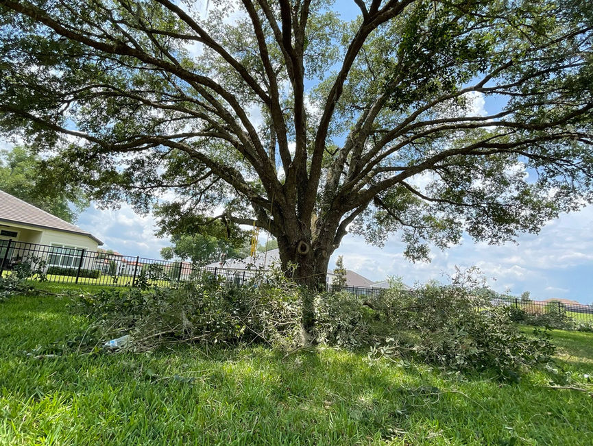 A wide mature oak standing in a grassy field, with a fence line and neighboring roofs in the distance in New Smyrna Beach, Florida.