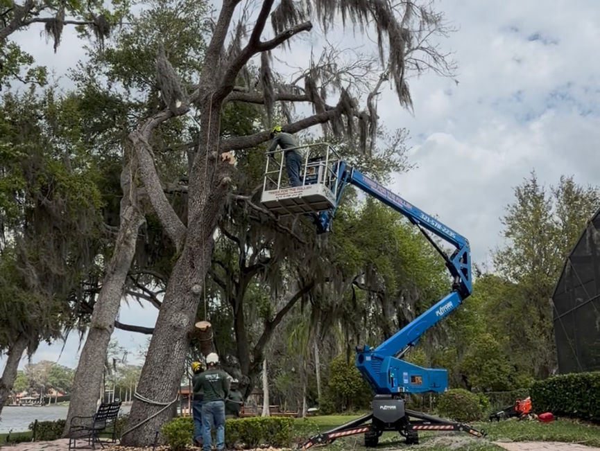 A blue boom lift with a crew member in the basket cutting a large oak draped in Spanish moss, ground crew below, cut moss on the lawn, and a lake in the background in New Smyrna Beach, Florida.