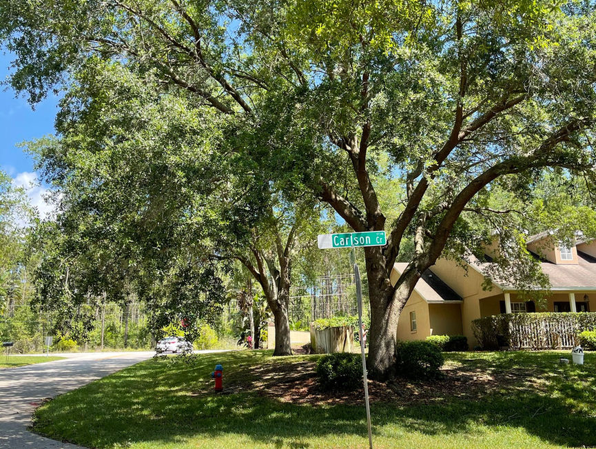 A leafy street tree on a grass corner next to a green street sign and a sidewalk in Port Orange, Florida.