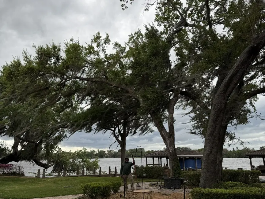 A crew member standing under leaning, mossy oaks beside a lake, holding a long-handled tool, with a pavilion and hedges behind in New Smyrna Beach, Florida.