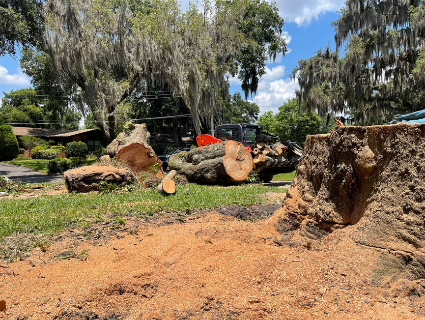 Fresh-cut stumps and a machine sitting under oaks draped in Spanish moss in Port Orange, Florida.