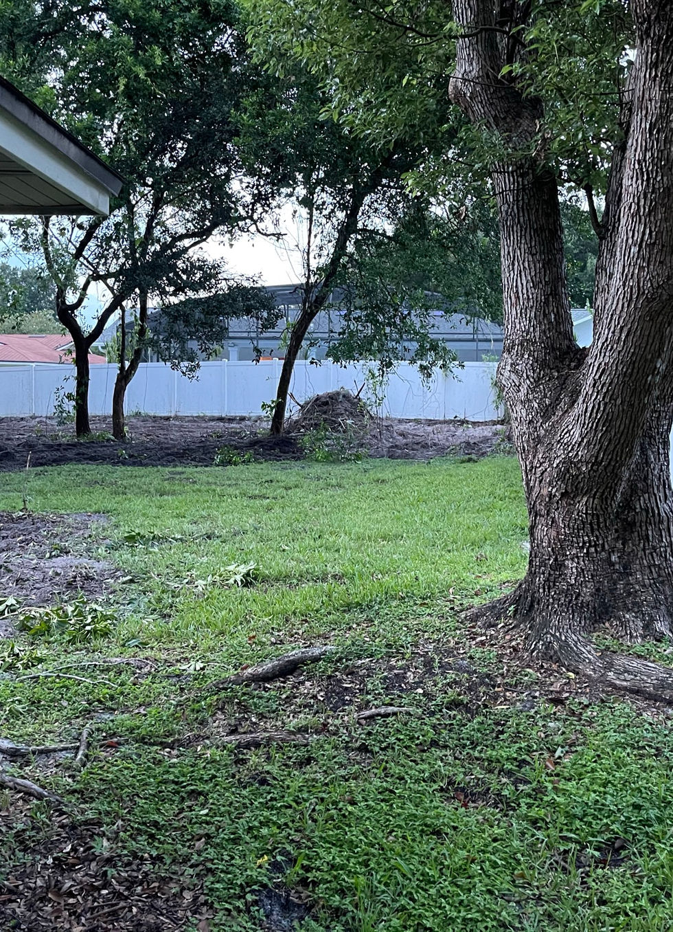 A large oak standing in a muddy, patchy yard beside a white fence.