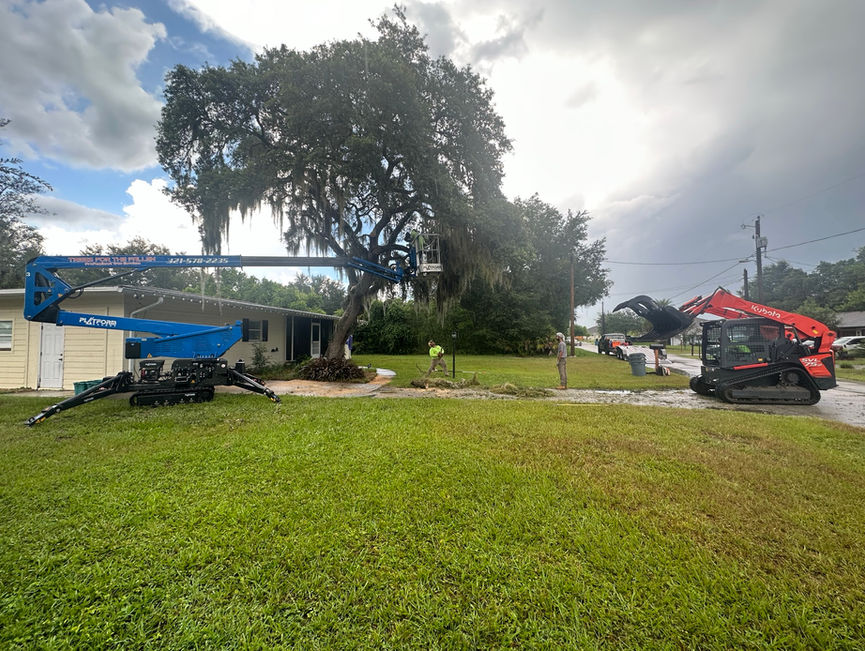 A blue boom lift extended into a large oak over an open lawn in New Smyrna Beach, Florida.