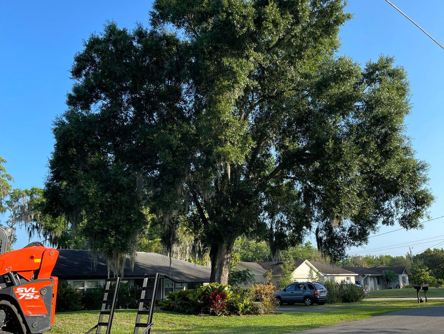 An orange boom lift and an extension ladder set under large roadside oaks, with a cone in the street.