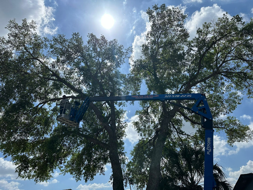 A blue boom lift set in a live oak, with a crew member in the basket and the Trees for the Fallen boom over the yard in Port Orange, Florida.