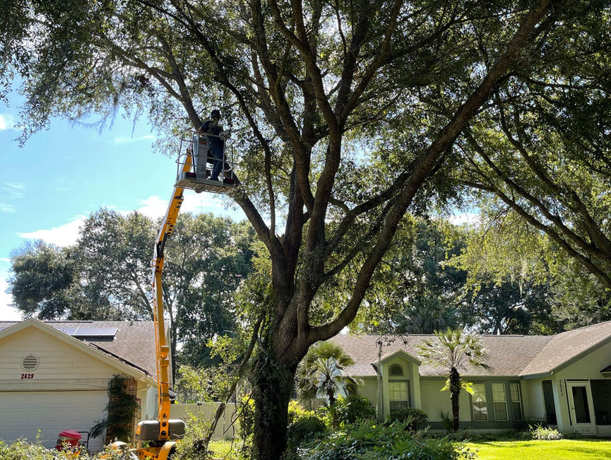 A boom-lift basket up in a large oak that hangs over a single-story house in Port Orange, Florida.