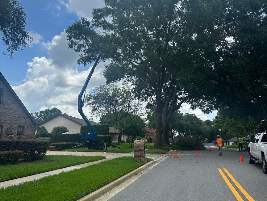 A blue boom lift working in an oak that spreads over a residential street in New Smyrna Beach, Florida.