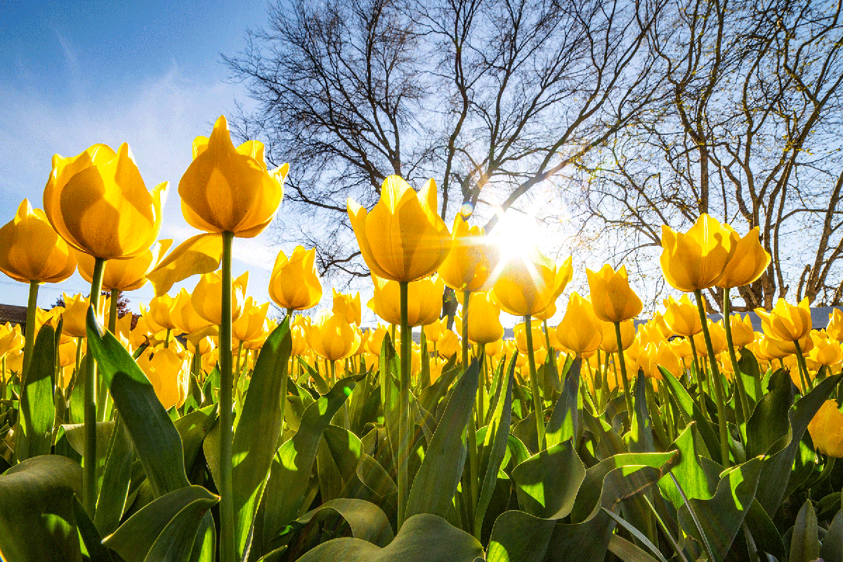 TulipFestivalBowral.gif