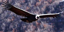 CONDOR