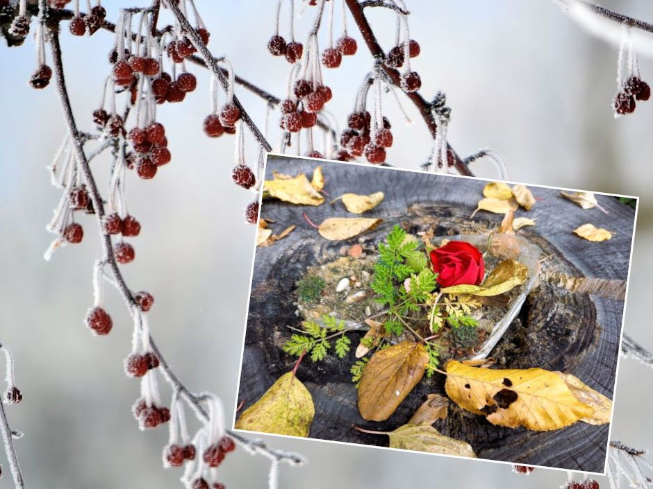 Bereifte Beeren und ein Holztisch mit Herbstlaub und einer roten Rose zum Jahreswechsel