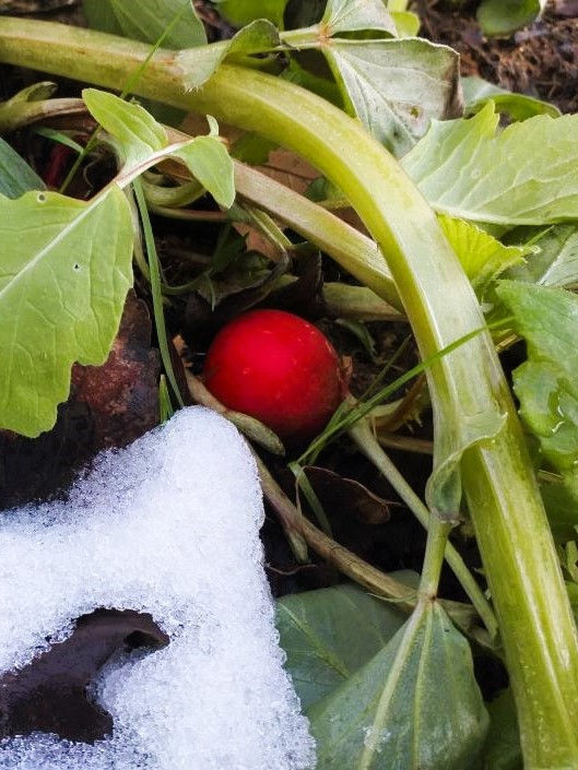 Radieschen im Winter