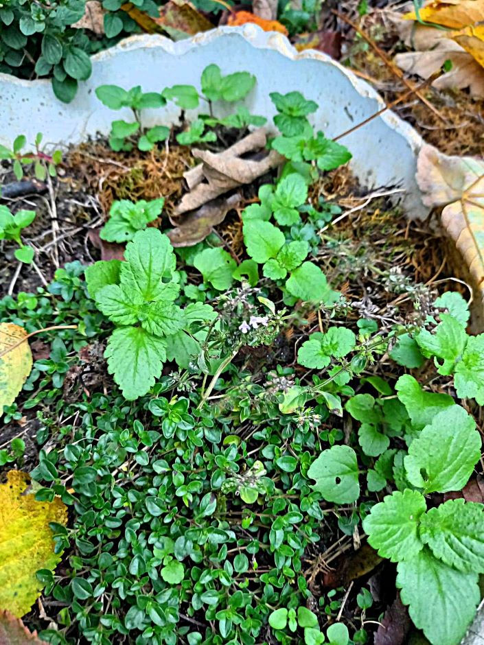 Thymian mit Ehrenpreis