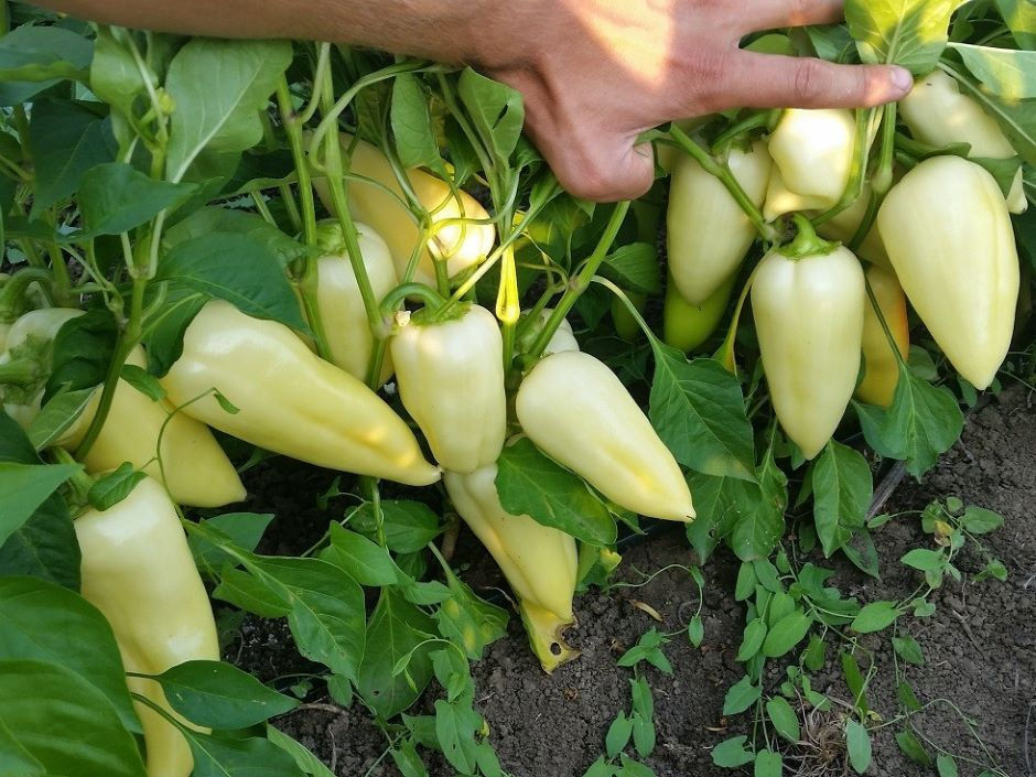 Paprika 'Amanda' 