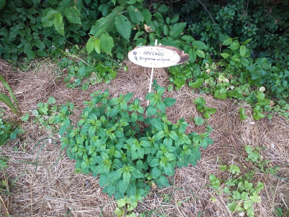 Oregano