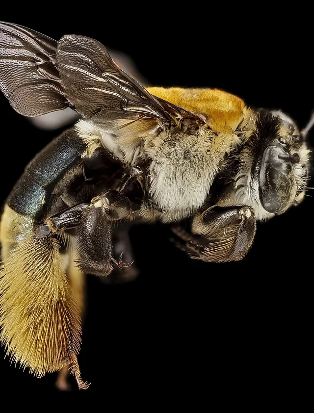 Manuka Bali Artik Turkiye De Omrtlgmnz 905426617135