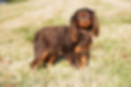 Chocolate Cavalier King Charles Spaniel standing on grass