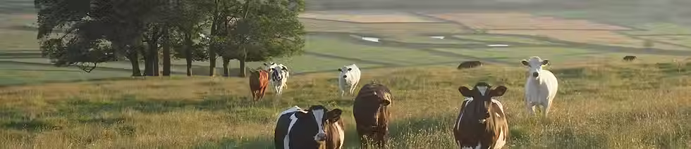 Cows grazing and walking through a sunlit grassy pasture, with trees and rolling farmland in the background