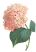Pink%20Blossoms%20Illustration%202%20_ed