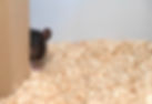hide & seek_edited_edited.jpg