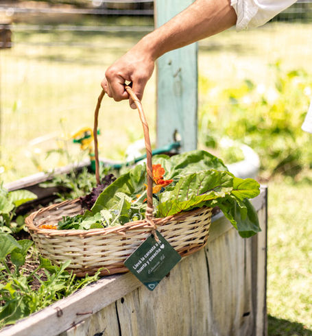 Cosechando vegetales orgánicos