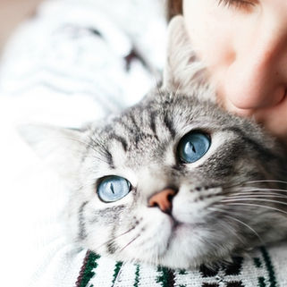 Así funciona MeowTalk, la aplicación que traduce los maullidos de tu gato para entenderlo mejor