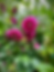 Garden Photography in Carmel.heic.heic