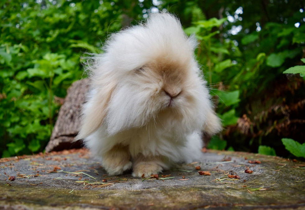 Teddy Rabbit TEDDYWIDDERS | Twin Peaks Rabbitry