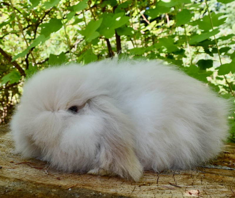 Teddy Rabbit TEDDYWIDDERS | Twin Peaks Rabbitry