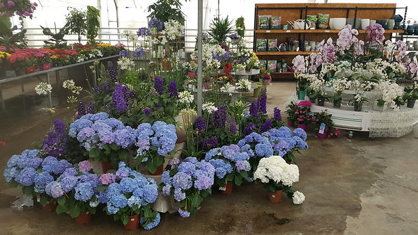 Hortensia.jpeg