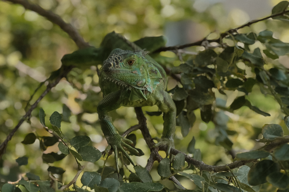 Iguana, visitante frecuente en Playa Harmony Spa Playa del Carmen, México