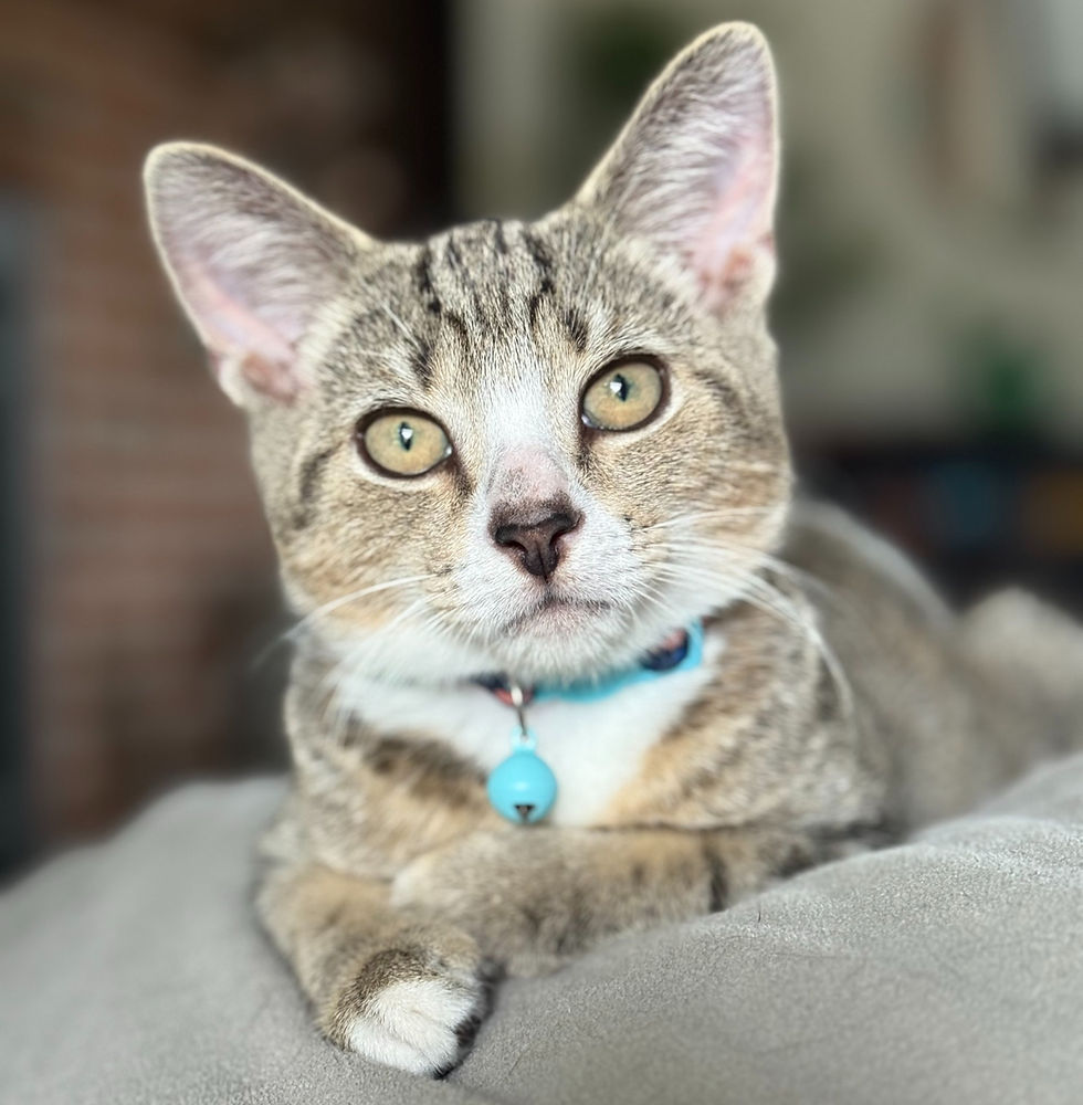 Milo, our newest family member