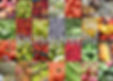 dominion_logo_website.jpg