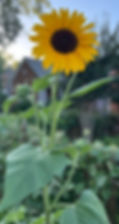 Find your shine, stand out and hold your own, thrive in your boldness