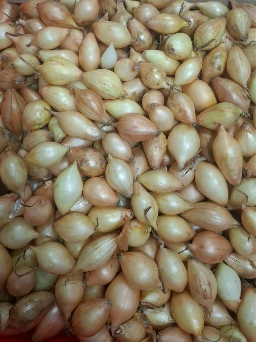 Радар Броєр