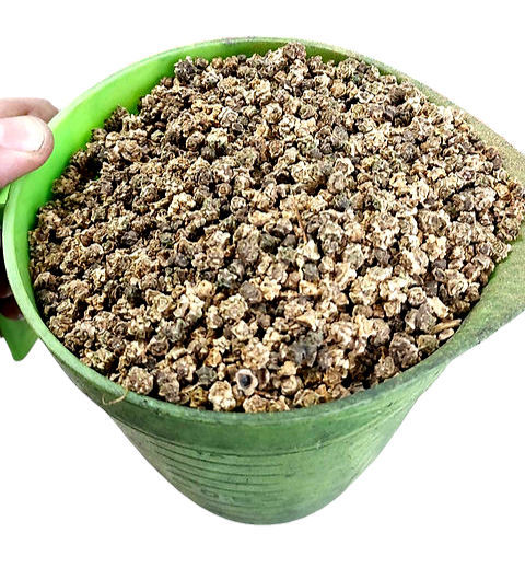 Буряк червоний "Рекорд" (Польща)