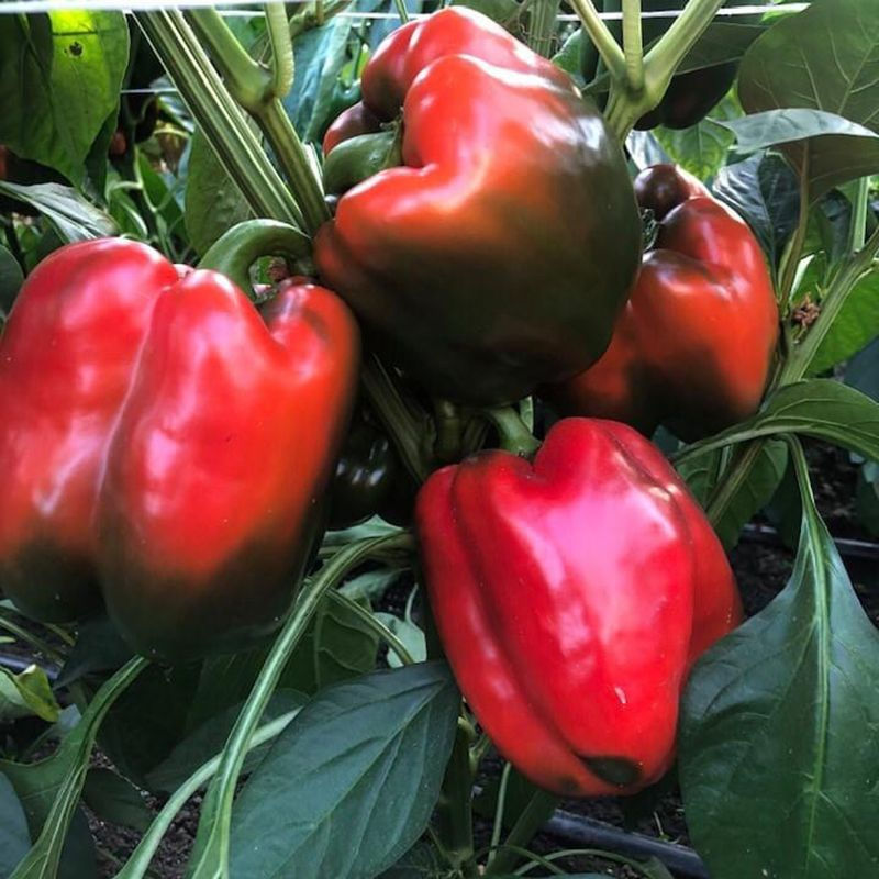 Прев'ю: Крусадер F1 10 нас.