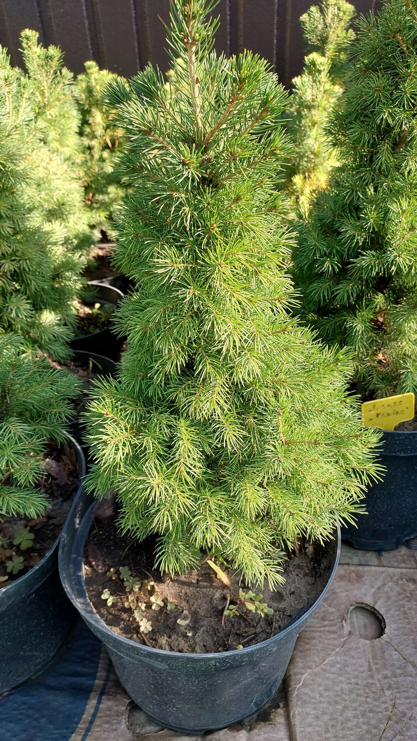 Ялинка канадська "Коніка"