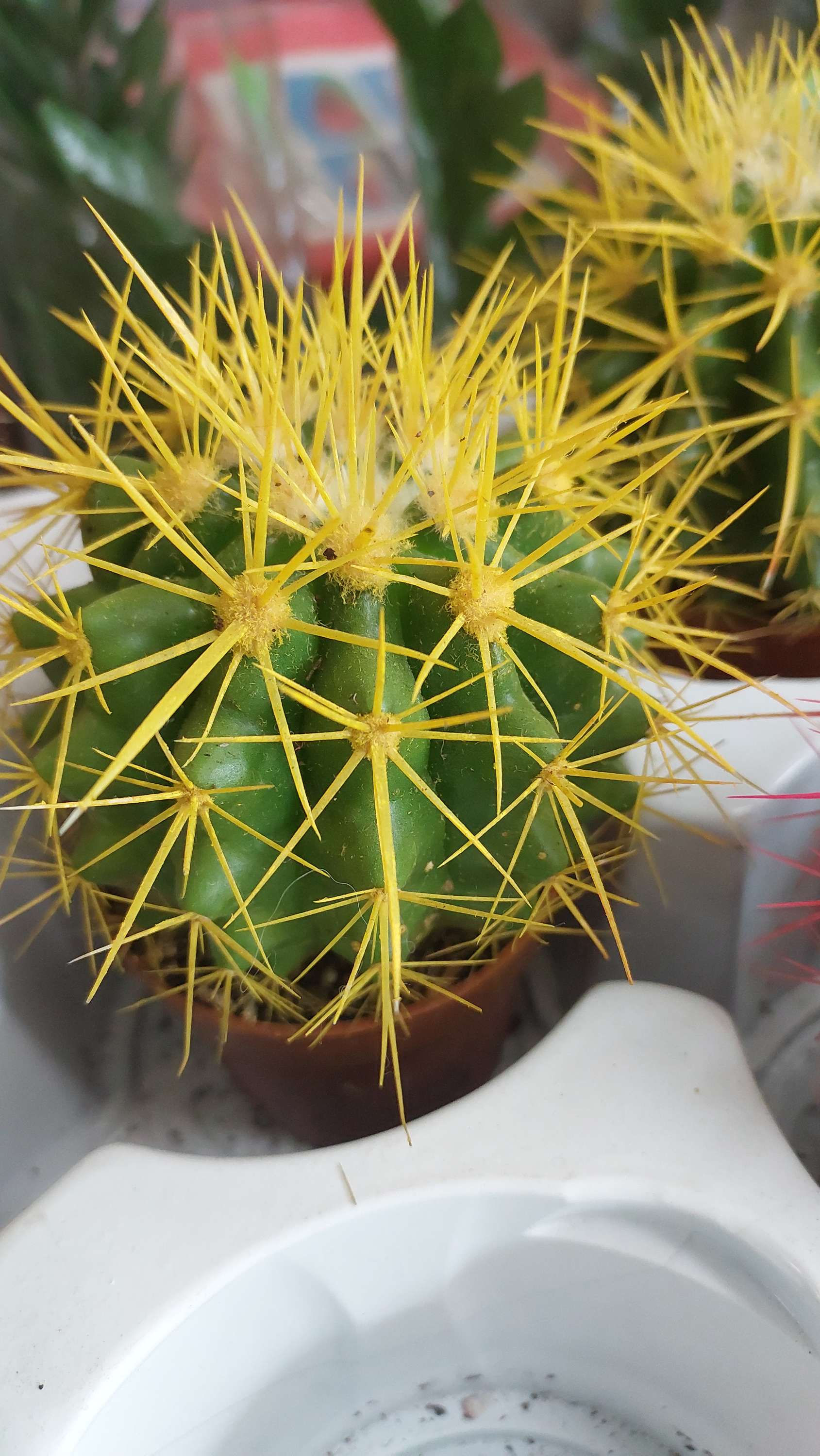 Кактус "Мультіколор" Жовтий