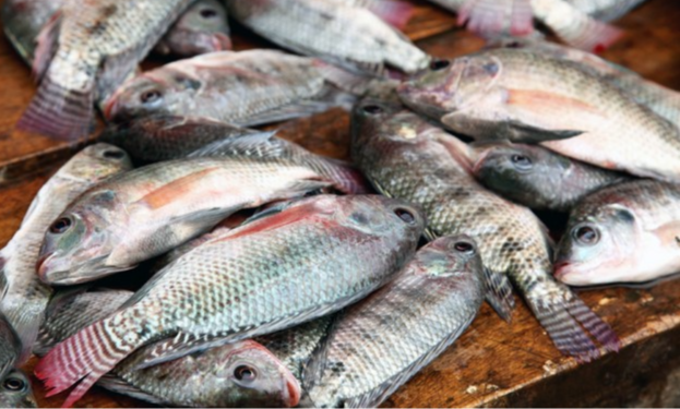 Tilapia