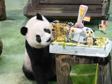 Taipei zoo celebrates 13th birthday of giant panda Yuan Zai