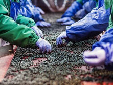 Zimbabwe opens China market for blueberry exports