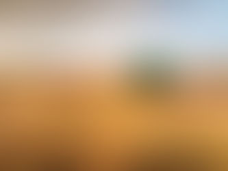 PRECIOS DE LA SOYA Y SUS DERIVADOS CAEN UN 20 Y 42,5%