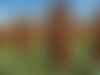 CON 1,6 MILLONES DE TONELADAS, BOLIVIA REGISTRA RÉCORD DE PRODUCCIÓN DE SORGO