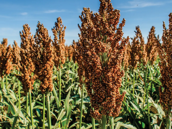 CON 1,6 MILLONES DE TONELADAS, BOLIVIA REGISTRA RÉCORD DE PRODUCCIÓN DE SORGO
