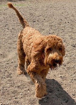 94199120_10223656641990778_7767744978142