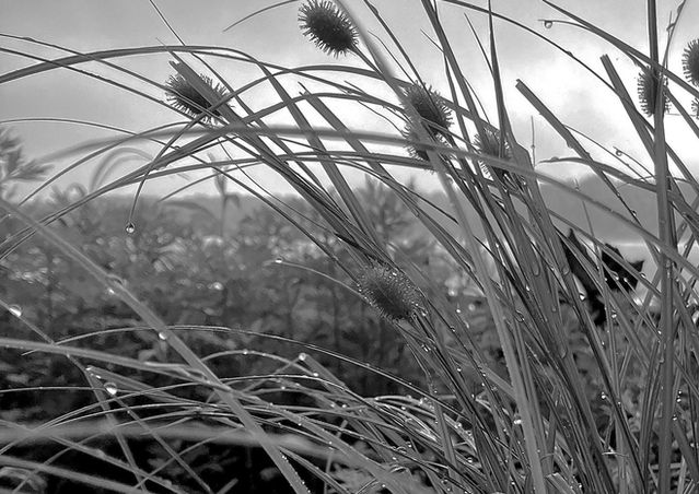 BW Hannacroix prickers.jpeg